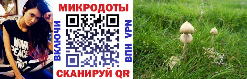 Псилоцибиновые грибы Psilocybe Монино